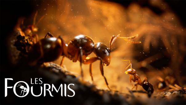 Les Fourmis
